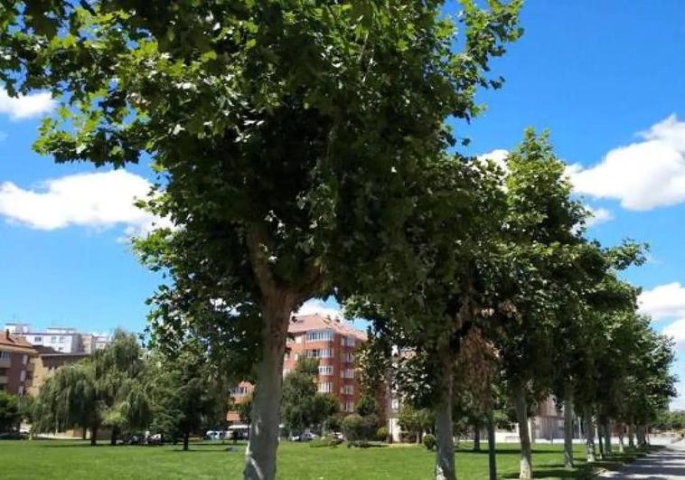 El PP propone la creación de un Plan Director del Arbolado en la ciudad de León