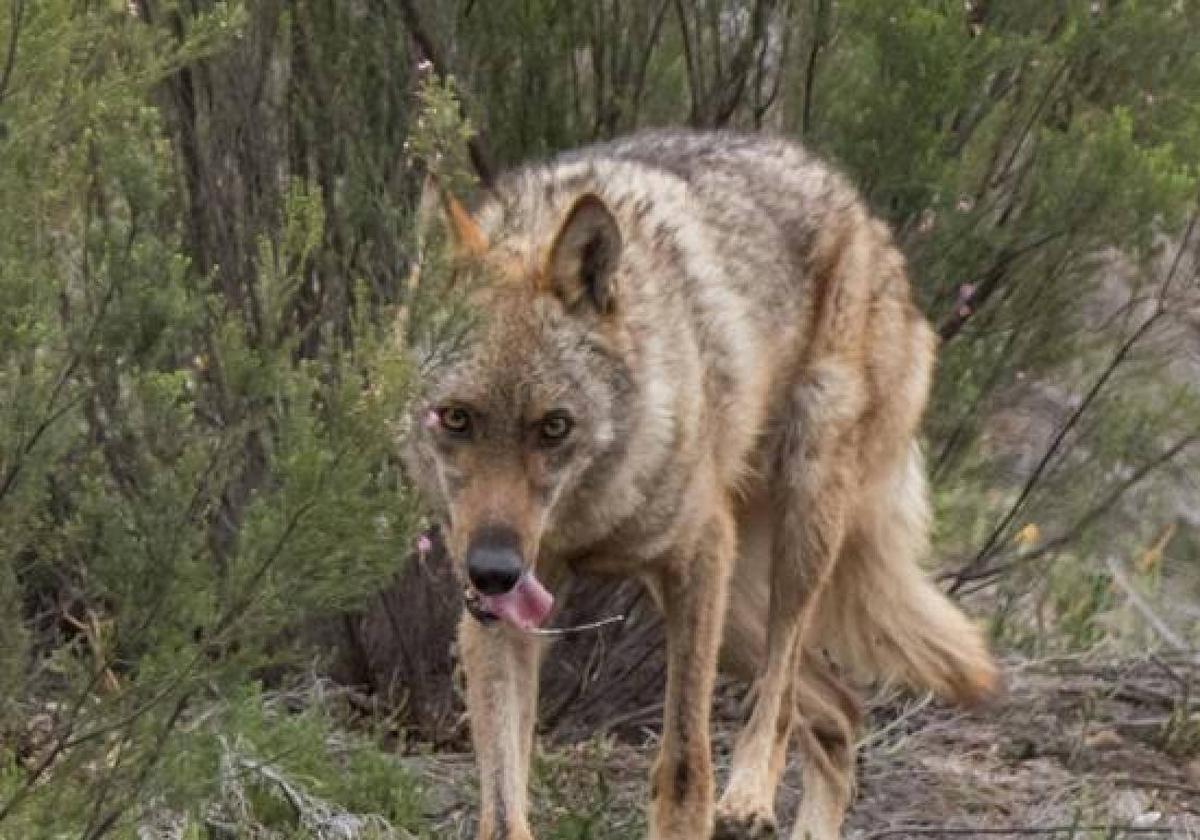 Lobo en Castilla y León.