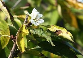 Floración otoñal en cerezos debido a las altas temperaturas.