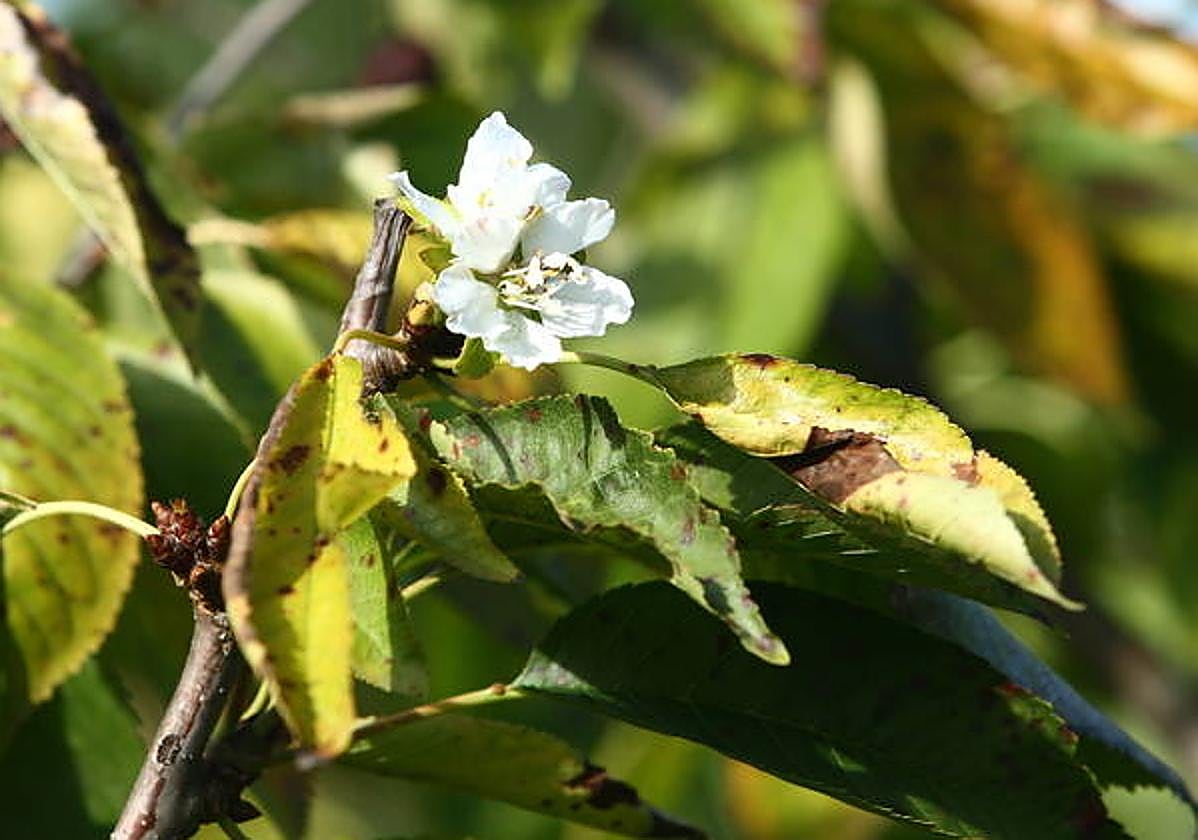 Floración otoñal en cerezos debido a las altas temperaturas.