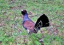 Imagen de un urogallo en la montaña leonesa.