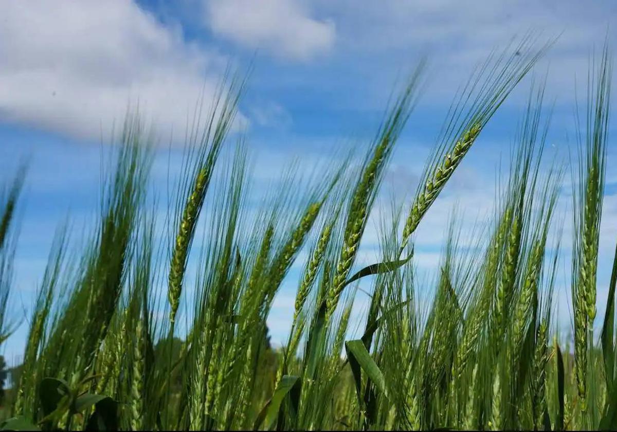 El alza de los precios hunde la venta de fertilizantes en Castilla y León casi un 40%