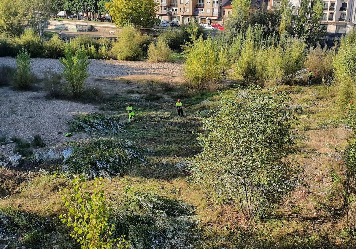 Trabajos de limpieza en el entorno del puente de San Marcos.