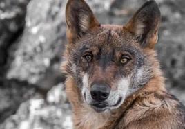 La Junta realizará un estudio de los ataques del lobo