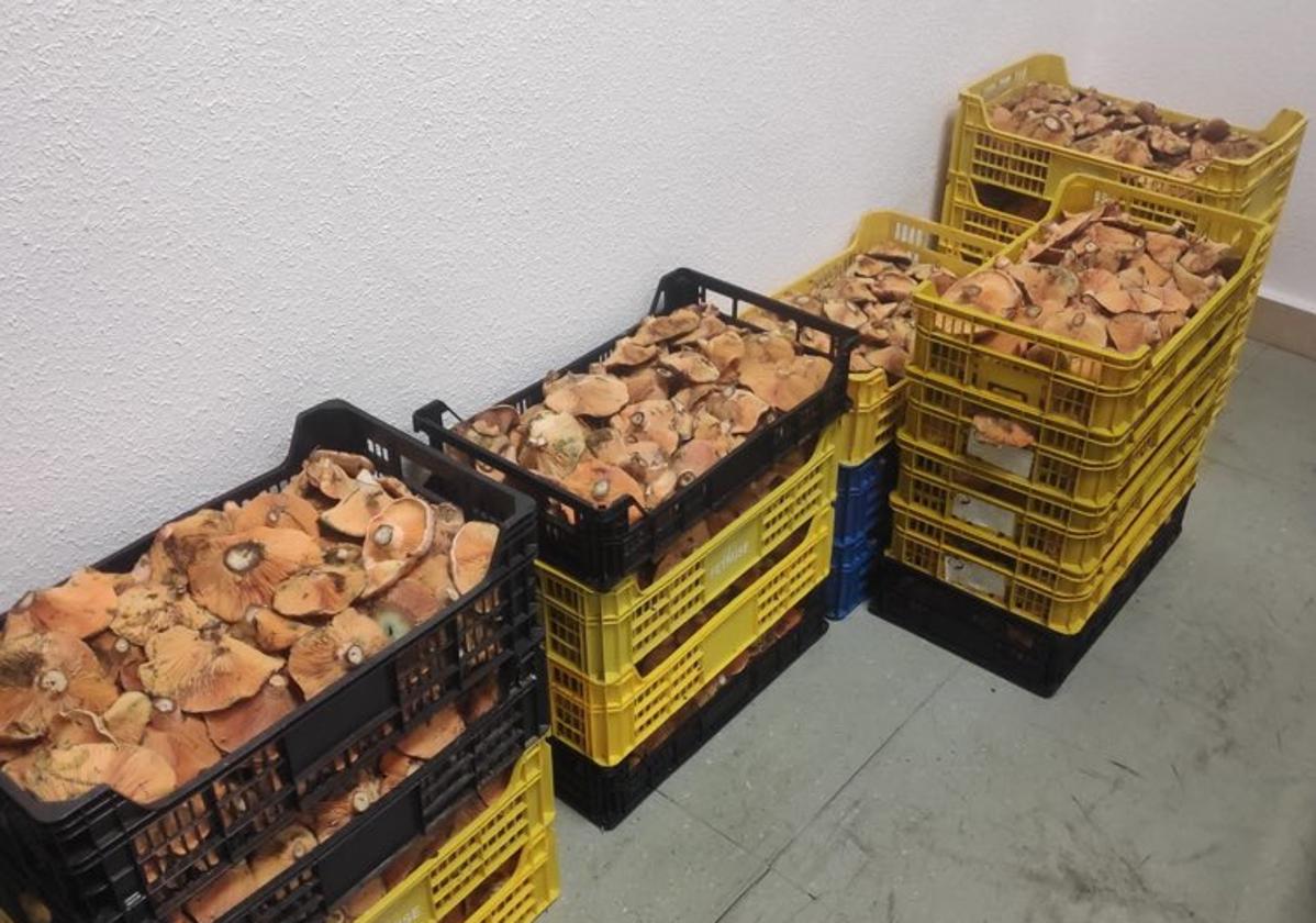 Intervenidos en León 66 kilos de níscalos a la venta de forma ilegal