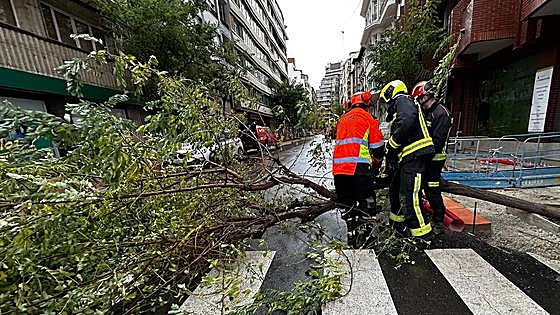 Árboles caídos y fachadas afectadas: la factura del fuerte viento en León
