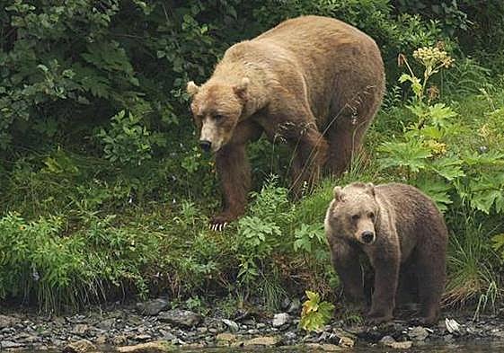 Osos en la provincia de León.