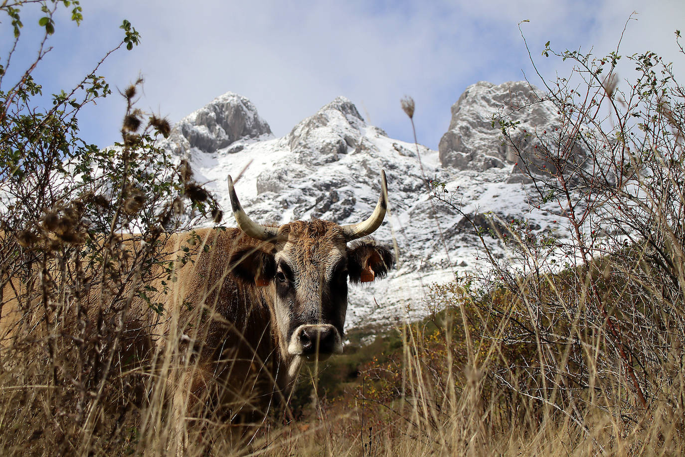 Nieve en la montaña leonesa.