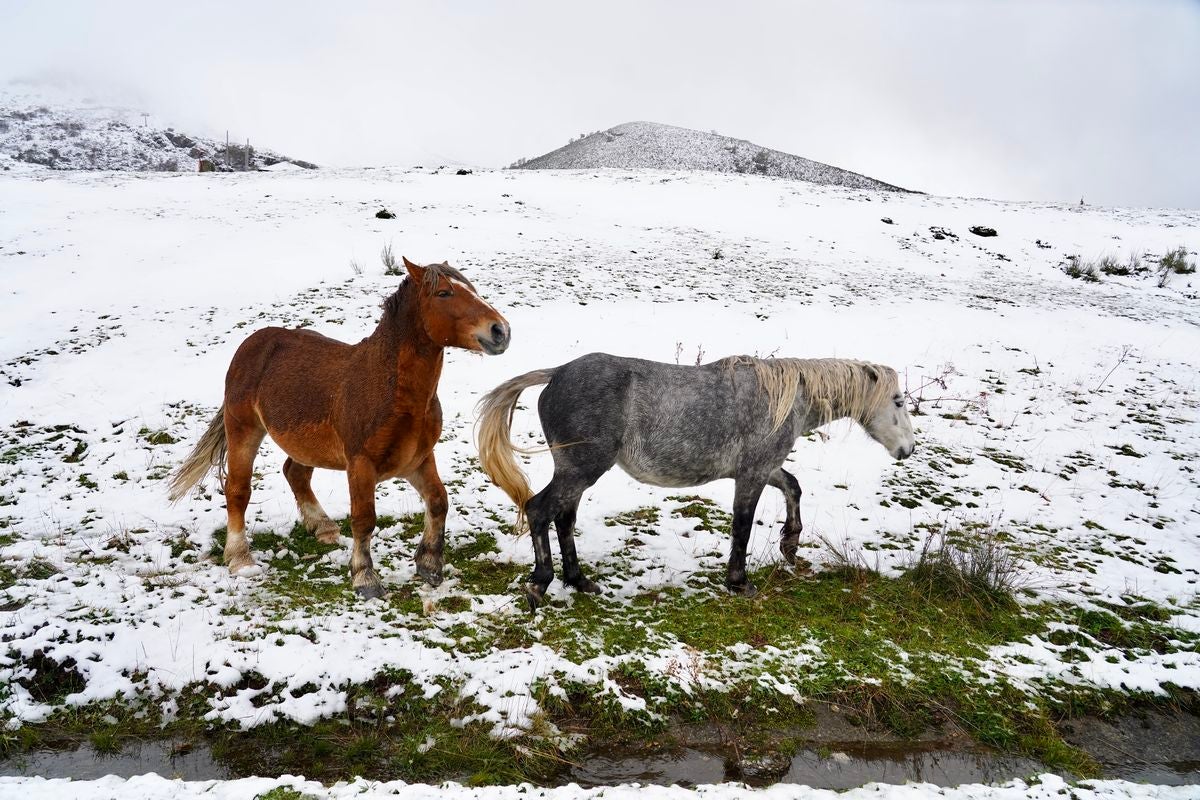 Dos caballos pisan la nieve cerca de la Estación Invernal y de Montaña Valgrande-Pajares