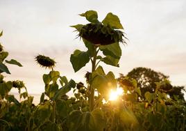 Imagen de una plantación de girasol.