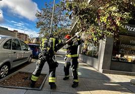 Efectivos de Bomberos de León retiran un árbol caído en la avenidad de la Universidad de León.