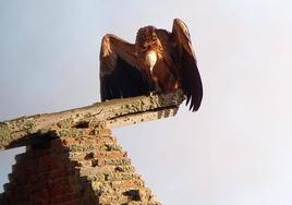 El buitre leonado sobre la vieja estación de Jabares de los Oteros.