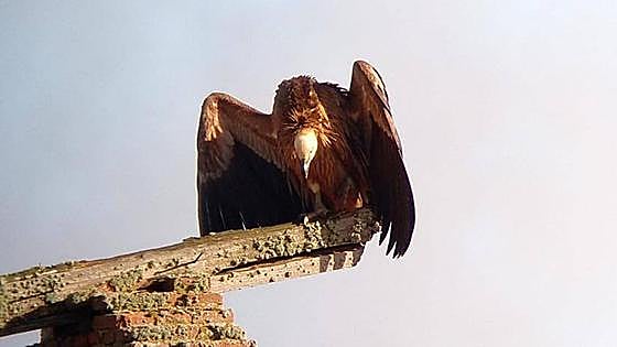 Agentes Medioambientales vigilan el buitre leonado apostado en Jabares de los Oteros