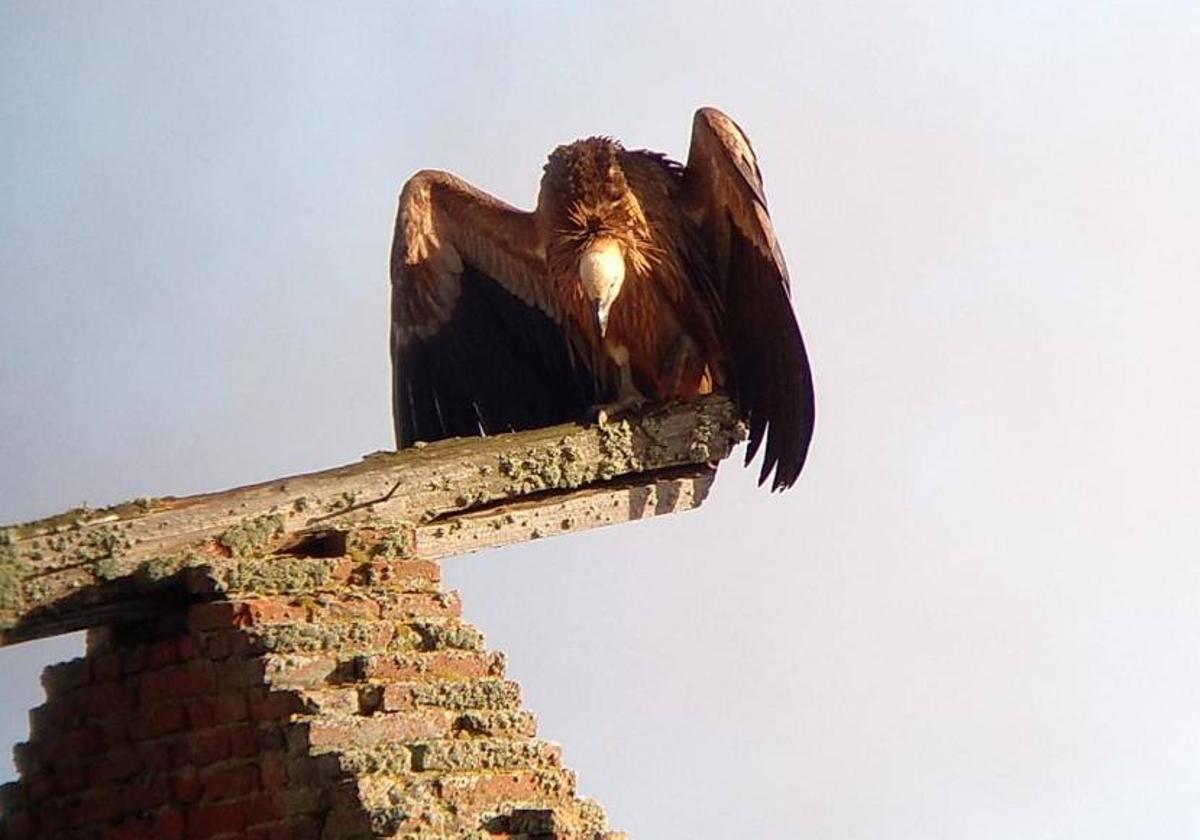 El buitre leonado sobre la vieja estación de Jabares de los Oteros.