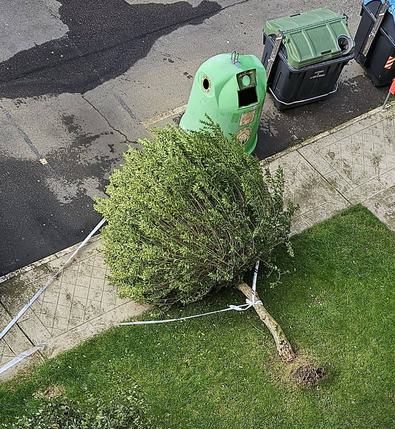 Cae un árbol en la calle Marqués de Santillana, en la localidad de San Andrés del Rabanedo.