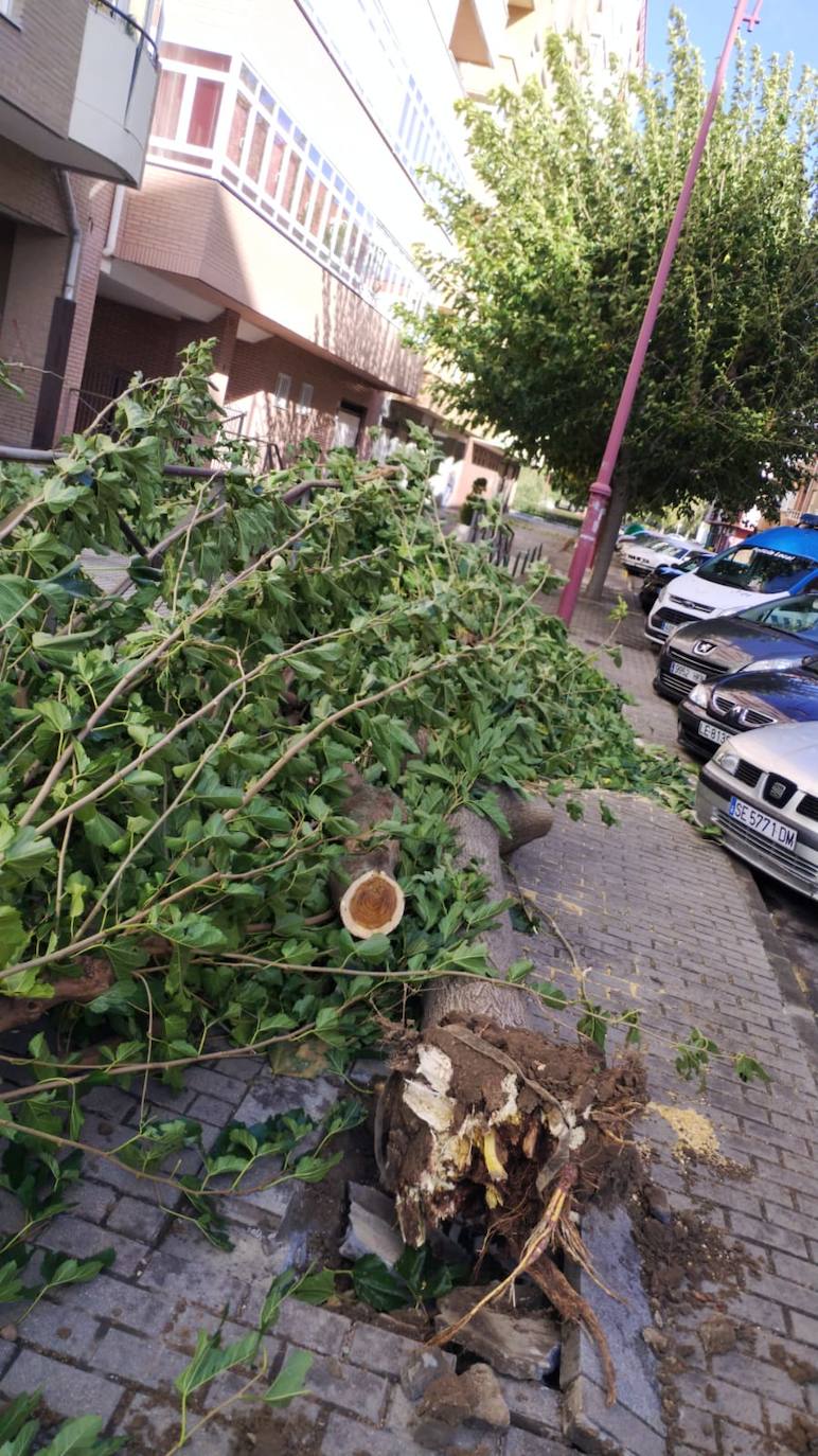 Un árbol ha caído por el fuerte viento en la calle Bernesga. 