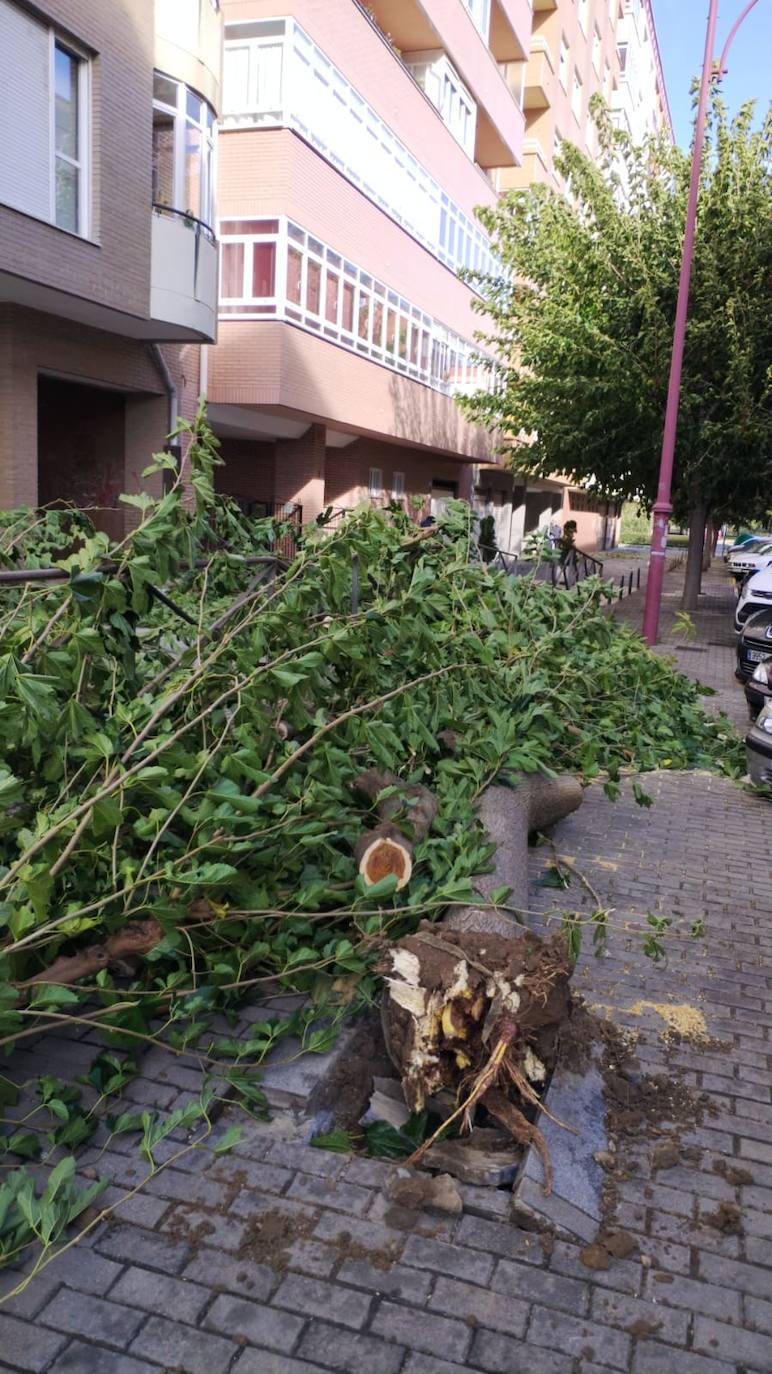 Cae un árbol en la calle Bernesga por el fuerte viento. 