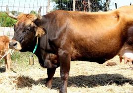 Imagen de archivo de una vaca de la raza mantequera leonesa.