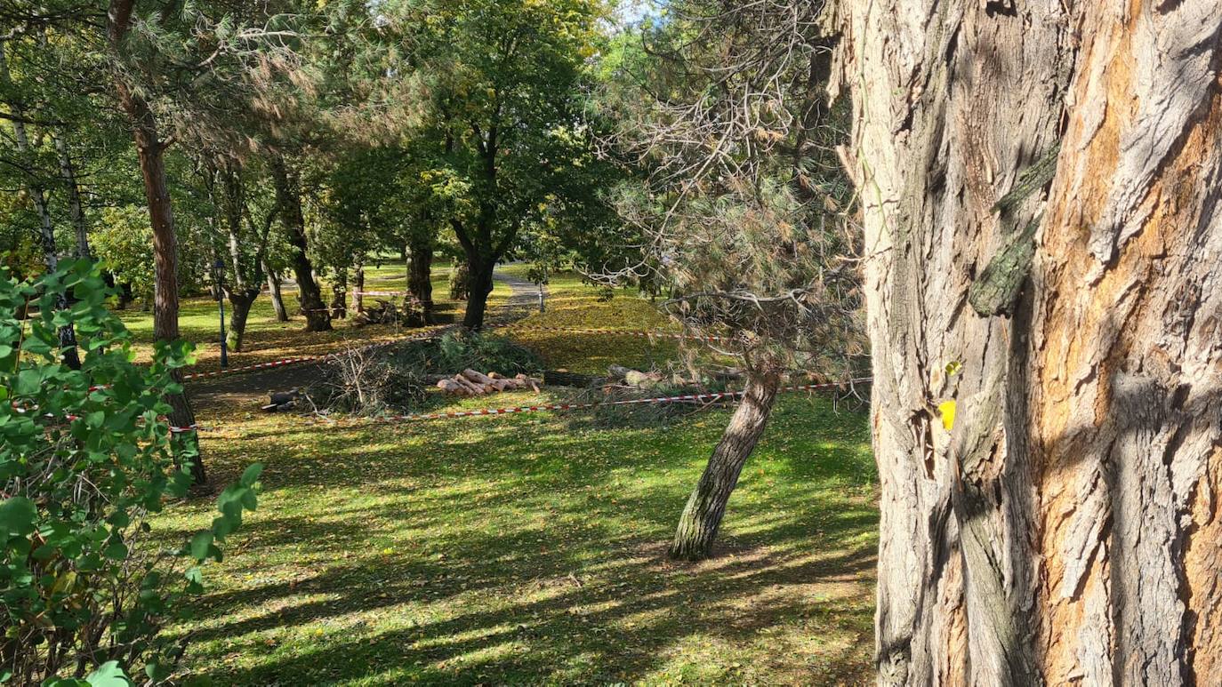 Los operarios municipales cortan las ramas y los troncos de los árboles dañados por el temporal en el parque de Quevedo