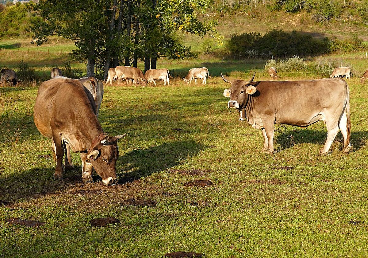 Ganado vacuno en el municipio leonés de Reyero.