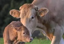 Vacas en Castilla y León.