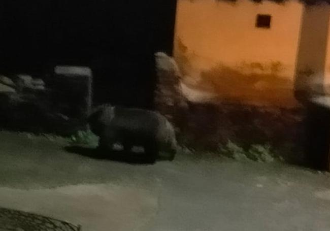 Uno de los osos en el casco urbano de Villarino del Sil.