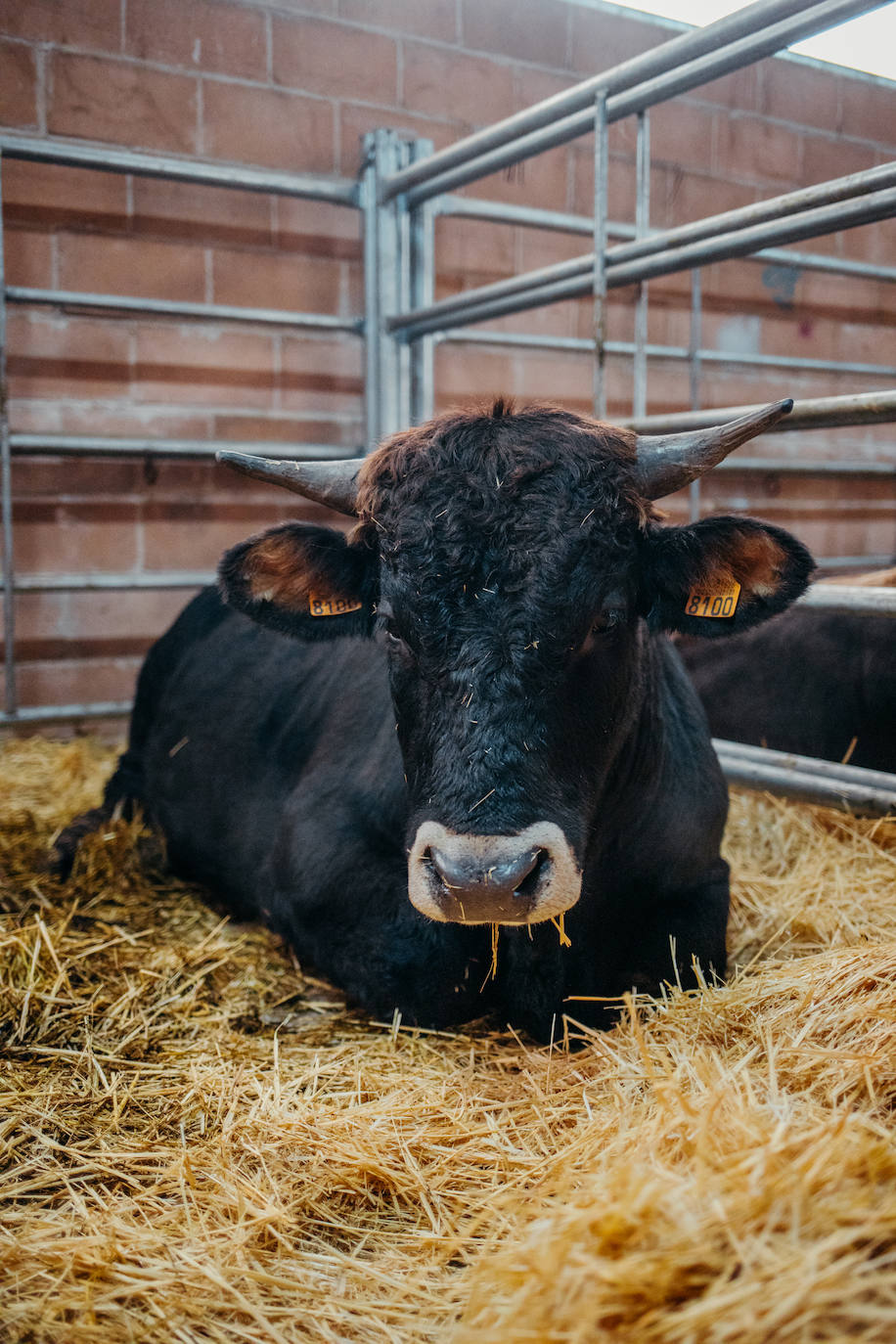 Jornada sobre la mantequera leonesa en Villablino