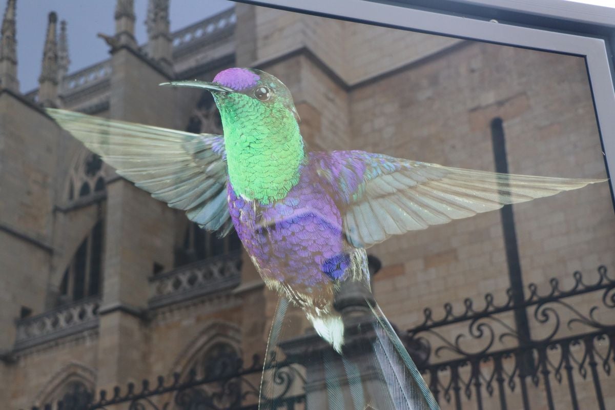 Los colores del mundo se exponen en León