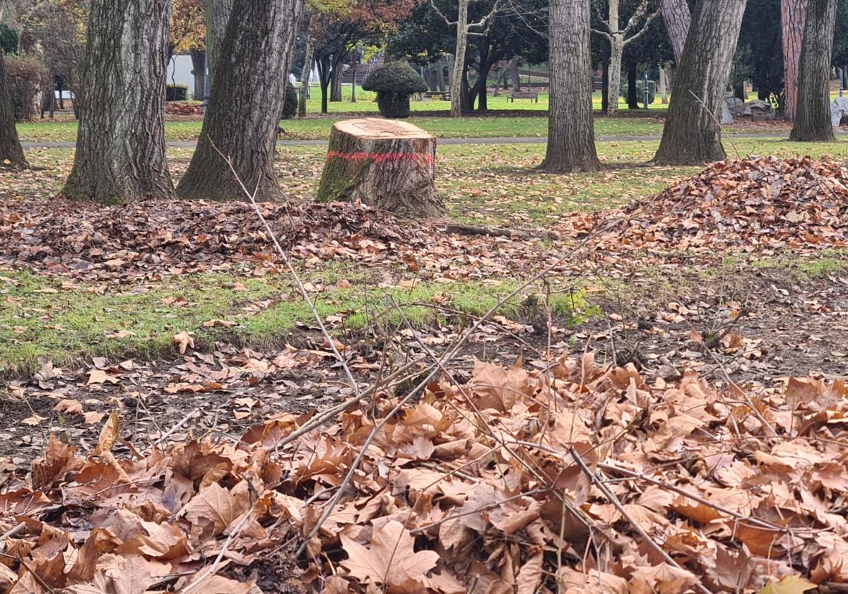 Imagen principal - El parque de Quevedo de León pierde su arbolado más deteriorado