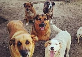 Varios perros que han sido adoptados en La Bañeza.