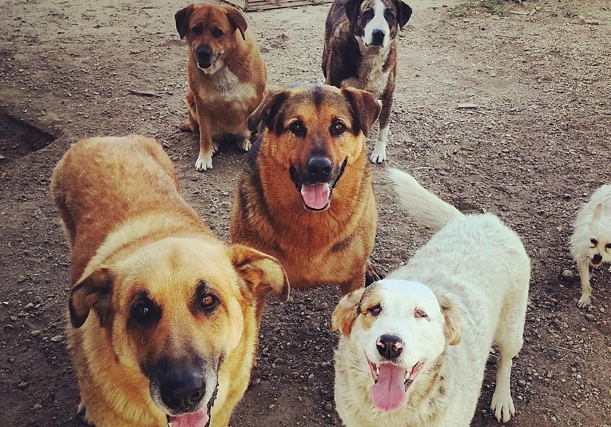 Varios perros que han sido adoptados en La Bañeza.
