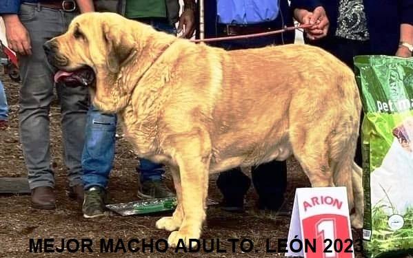 Los mejores mastines de 2023