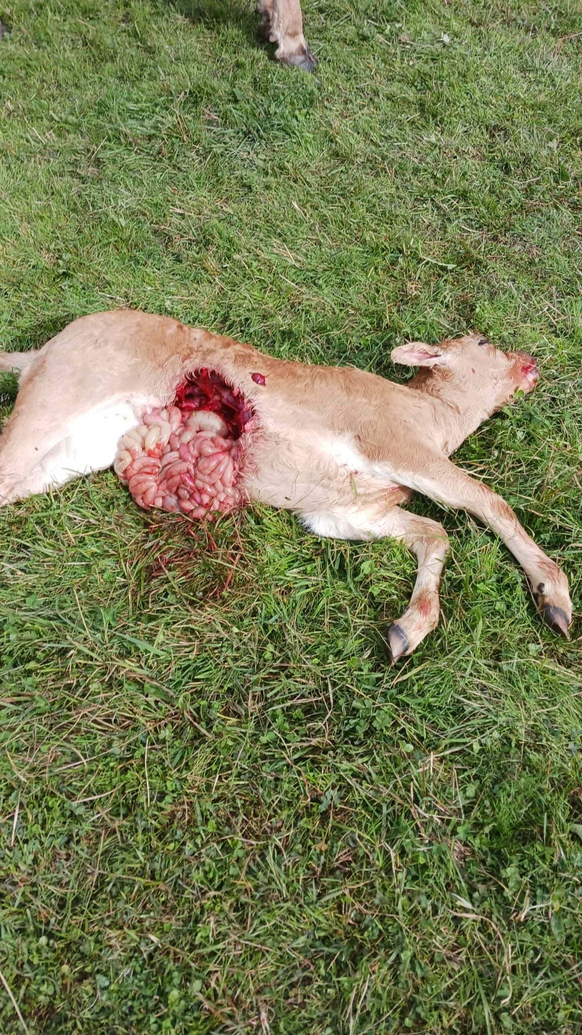 Ternera atacada por lobos en Caldas de Luna