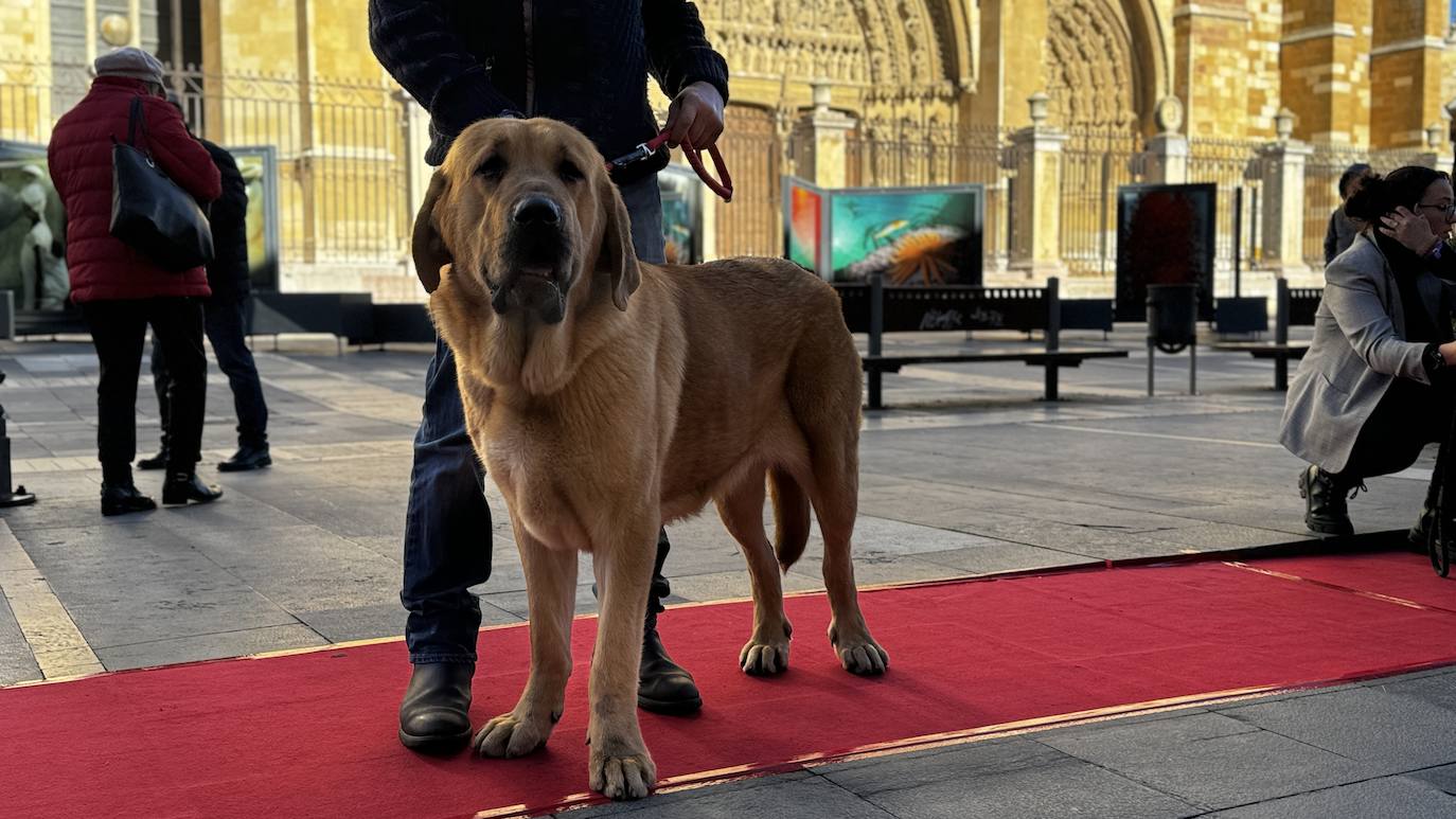 Ejemplar premiado de mastín leonés.