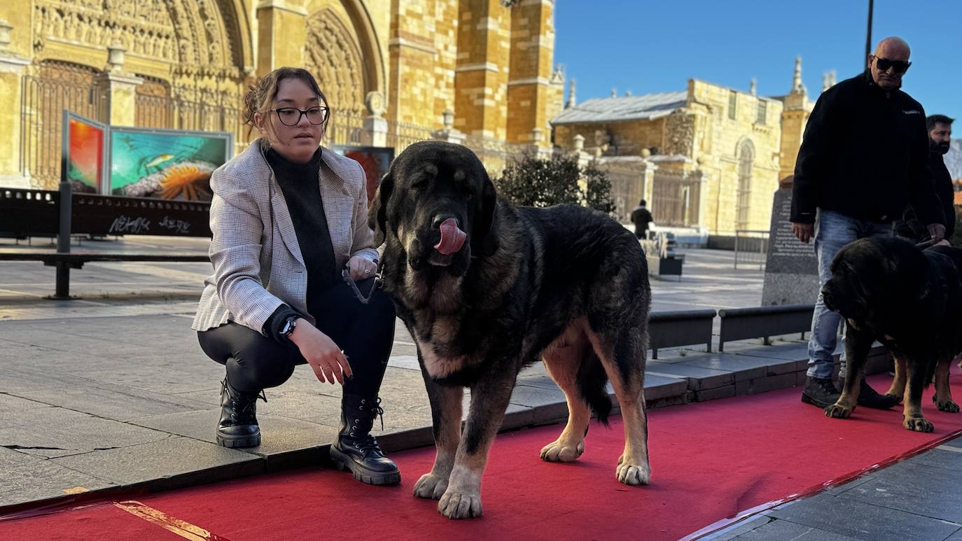 Ejemplar premiado de mastín leonés junto a una de sus dueñas.