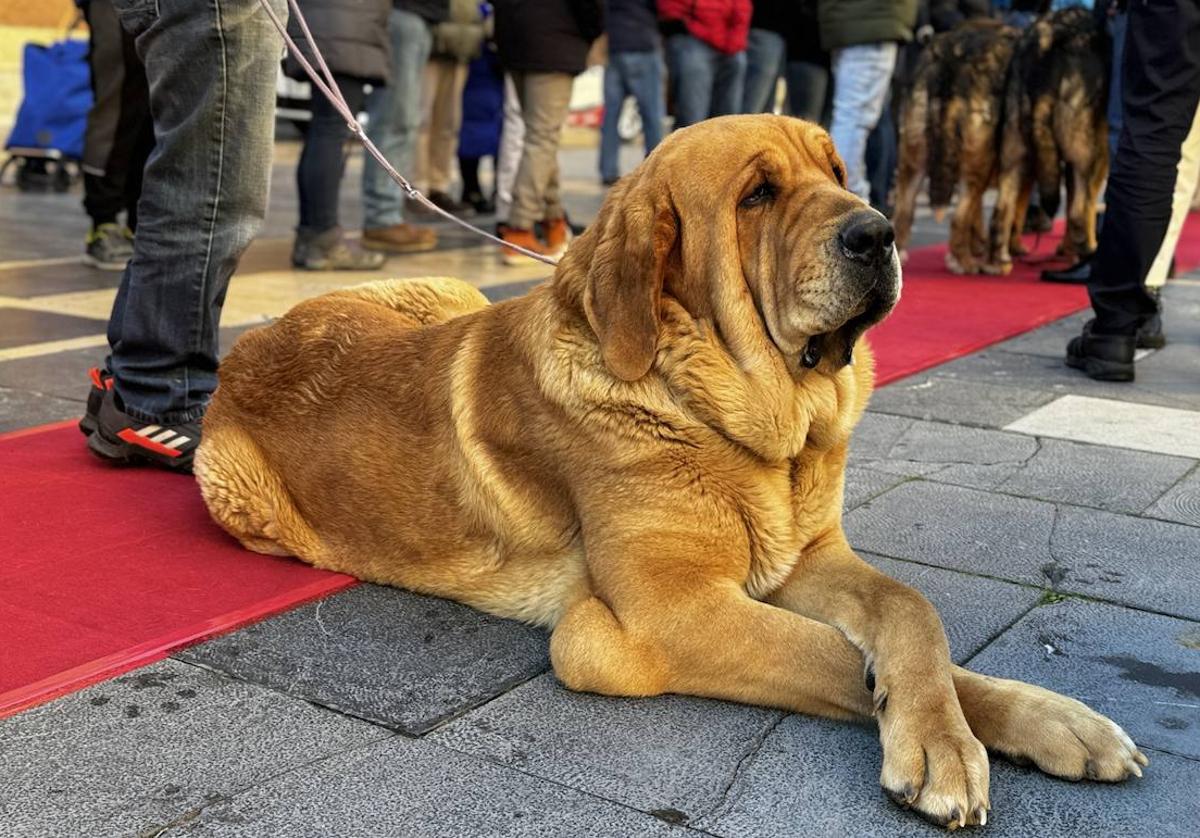 Uno de los mastines premiados en su paso por la catedral de León.