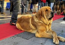 Uno de los mastines premiados en su paso por la catedral de León.