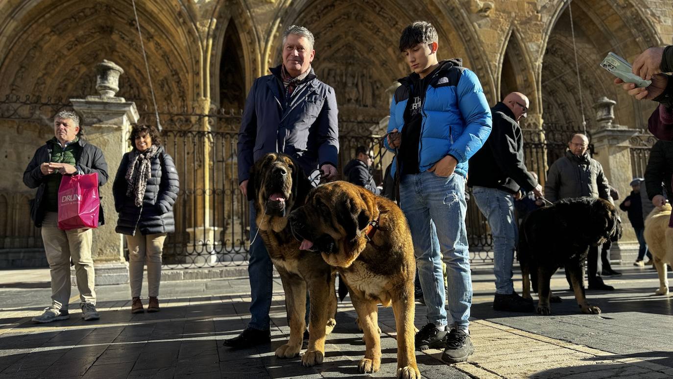 Ejemplares premiados de mastín leonés en la Catedral de León.