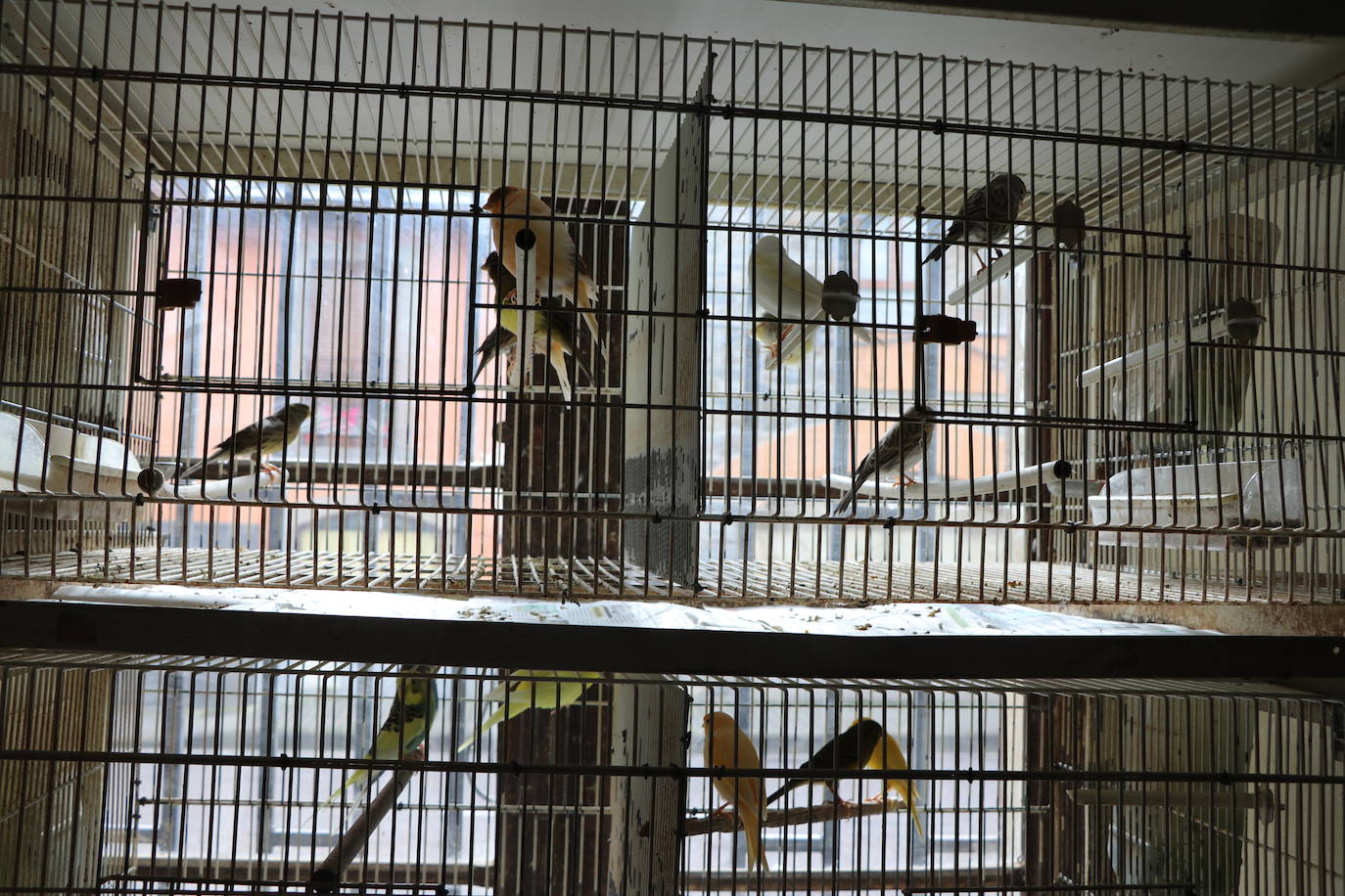 Un negocio singular: la Pajarería Rubén de Villablino