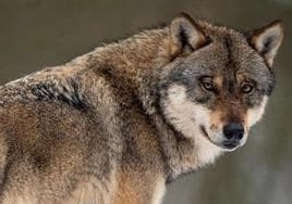 Imagen de arvhivo de un lobo ibérico.