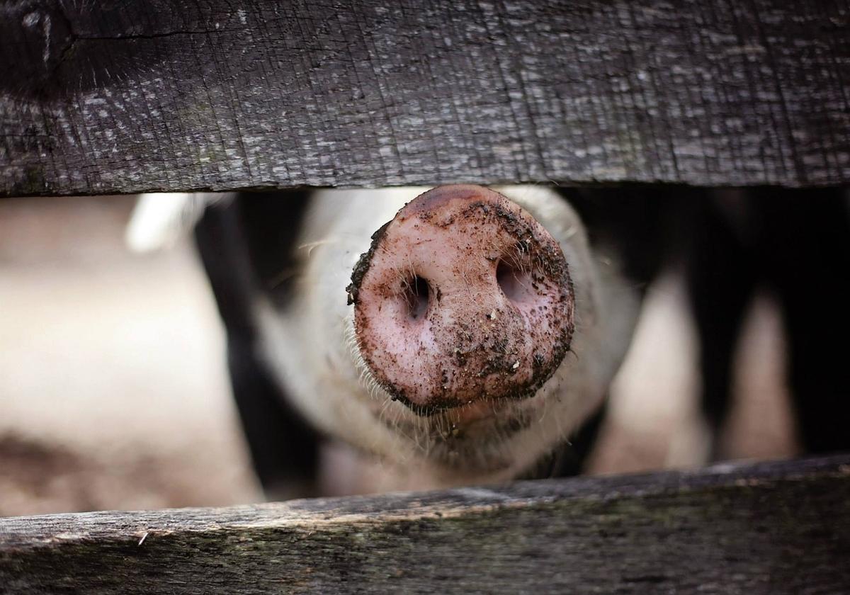 Imagen de un cerdo en una granja.