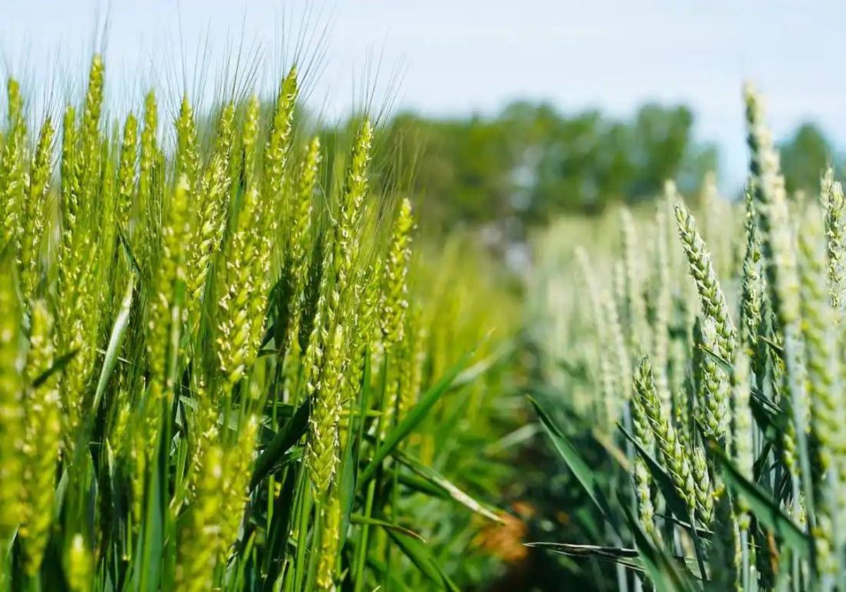 ariedades de cereal desarrolladas en el Itacyl