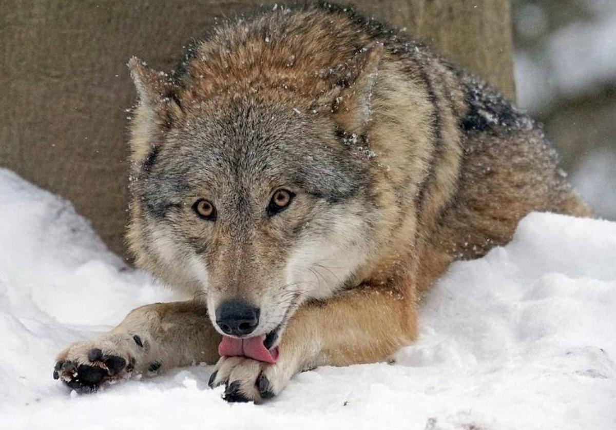 Más daños del lobo en León desde su protección especial: 123 ataques en el primer semestre del año