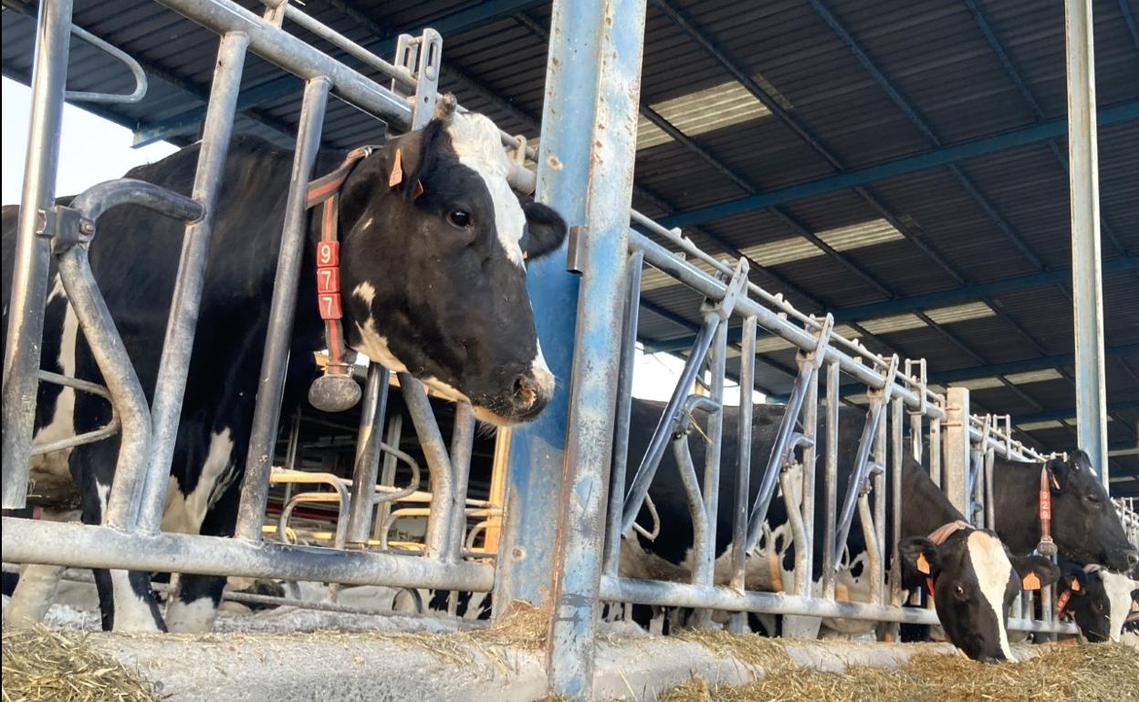 Explotación de vacuno de leche en la provincia de Valladolid. 