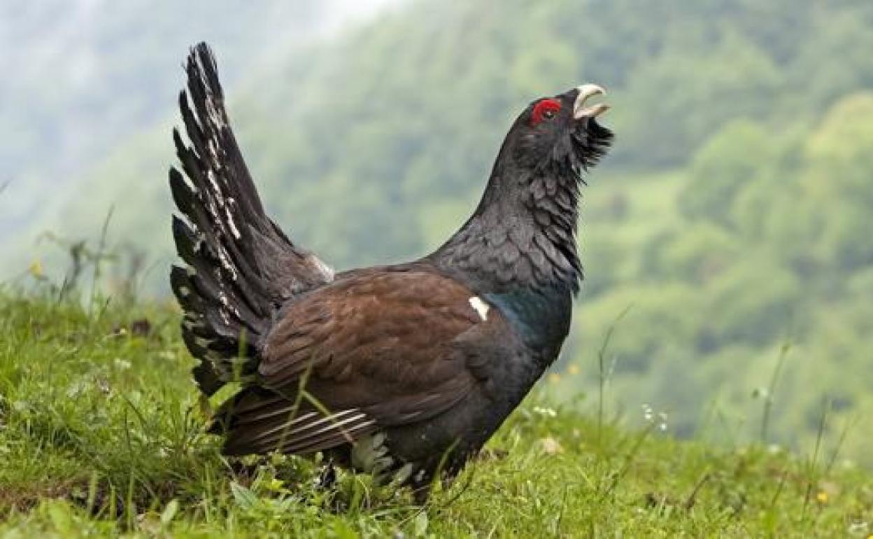 El urogallo es una especie muy extendida en zonas montañosas de la provincia de León.