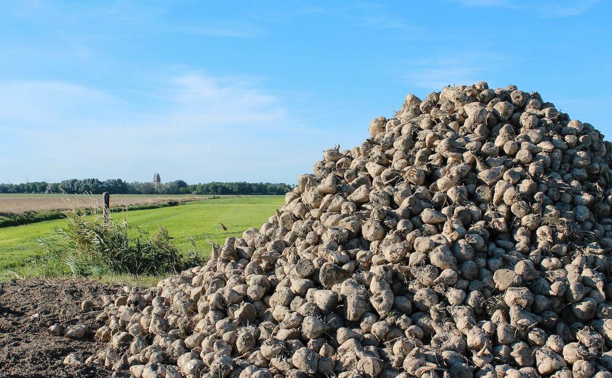 Asaja carga contra AB Azucarera y su «política de desencuentros« con el sector, que ha llevado la superficie y producción de raíz a cifras »de escándalo«.