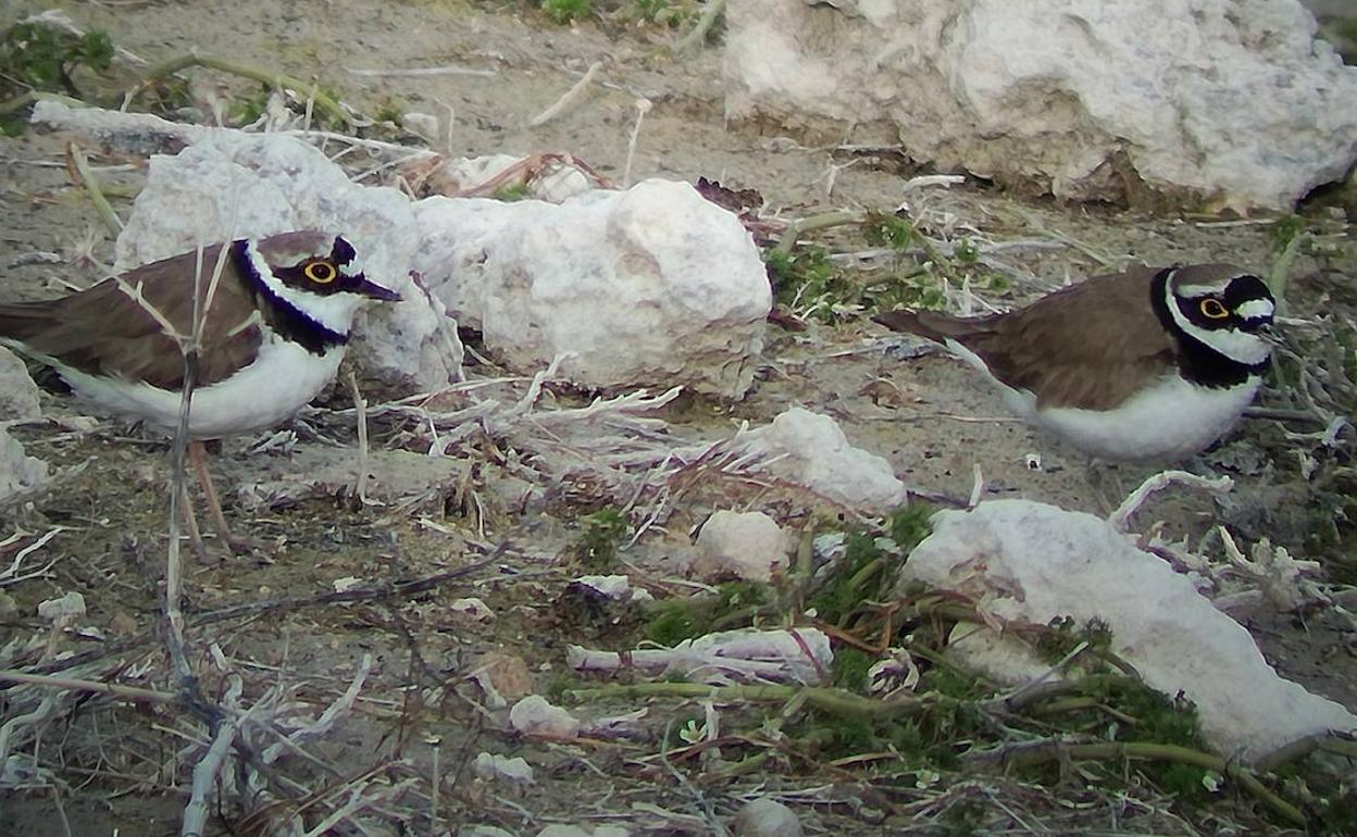 La Junta planea realizar un nnuevo censo de aves acuáticas invernantes en la comunidad.