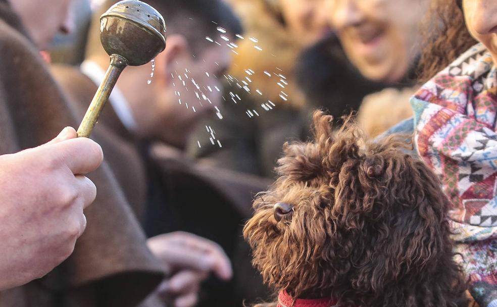 Bendición de animales en León con motivo de la festividad de San Antón