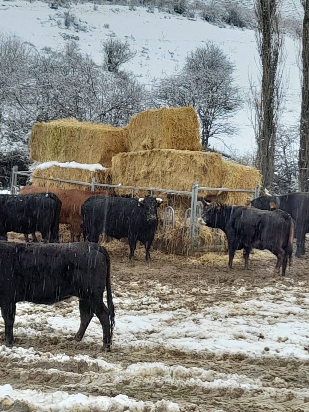 Estampas de nieve en zonas como Cubillas, Lugueros, Villamanín, Villablino, Fontún, Buiza y Villar del Puerto.