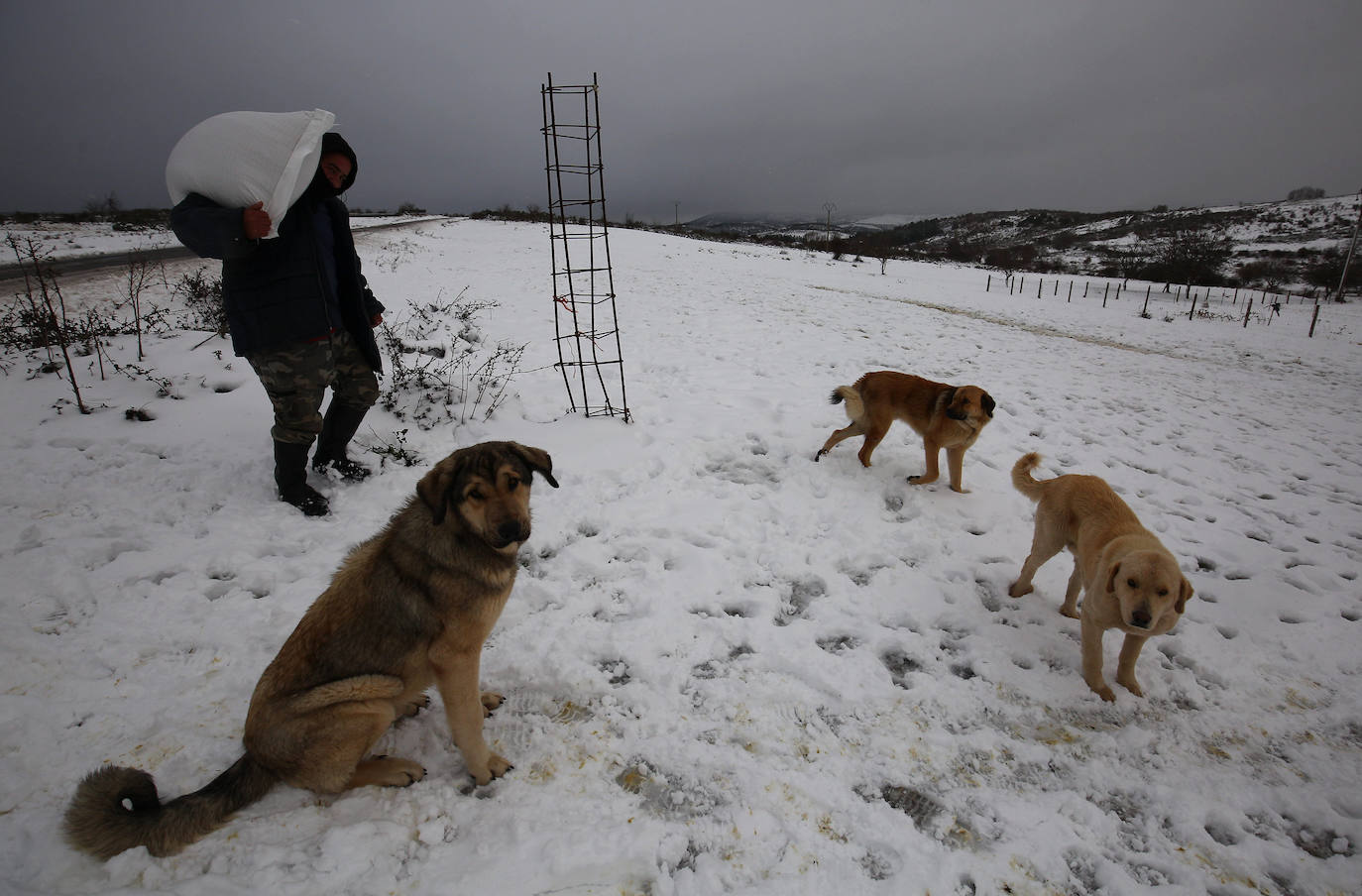 Los mastines también juegan con la nieve en El Bierzo y en Laciana.